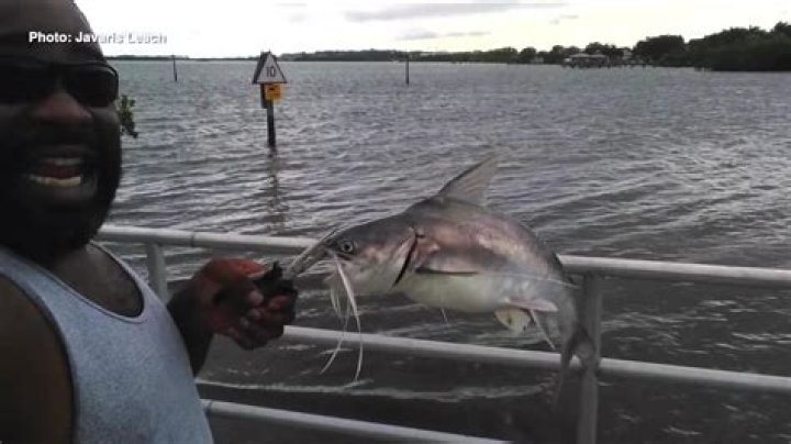 When Fish Meets Fury: The Intriguing Tale Of Catfish Stabbing