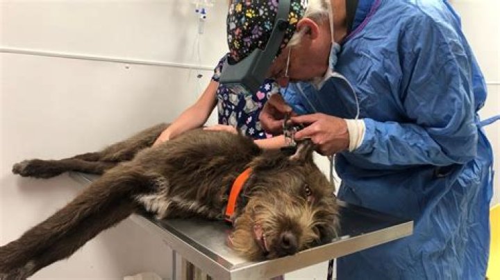 Cheatgrass causes health risks in dogs, Idaho Humane Society warns