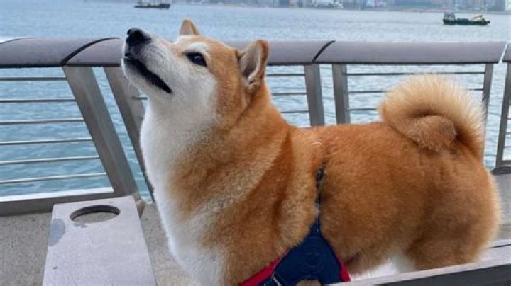 RIP Cheems, Thanks for the memes! Famous dog dies after battling leukemia – India TV