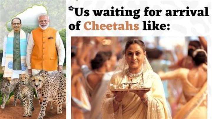 Twitter celebrates with epic memes – India TV