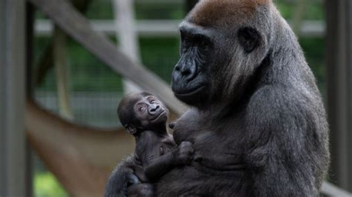 Columbus Zoo's 'male' gorilla turns out to be a mom