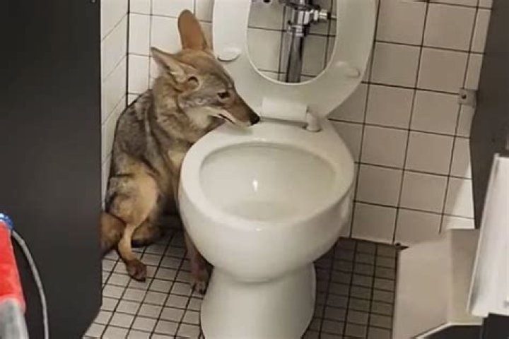 Coyote Encounter: A Surprising Visit To The Bathroom
