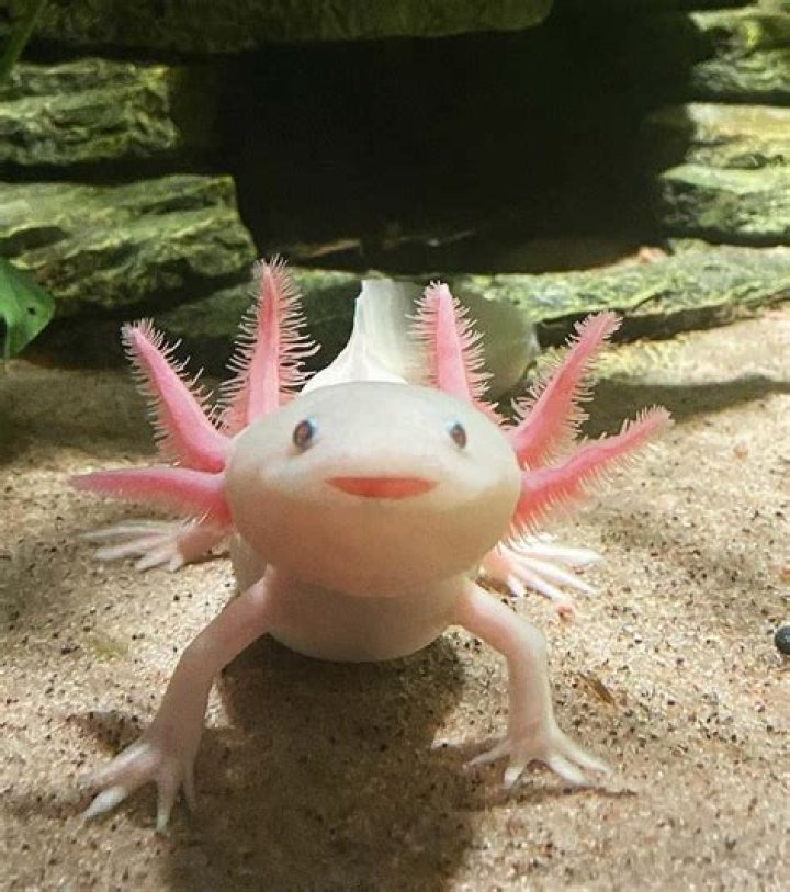 Cute Axolotl: The Adorable Aquatic Wonder