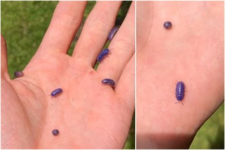 Deadly Insect Virus Is Turning Bugs Blue in North Carolina