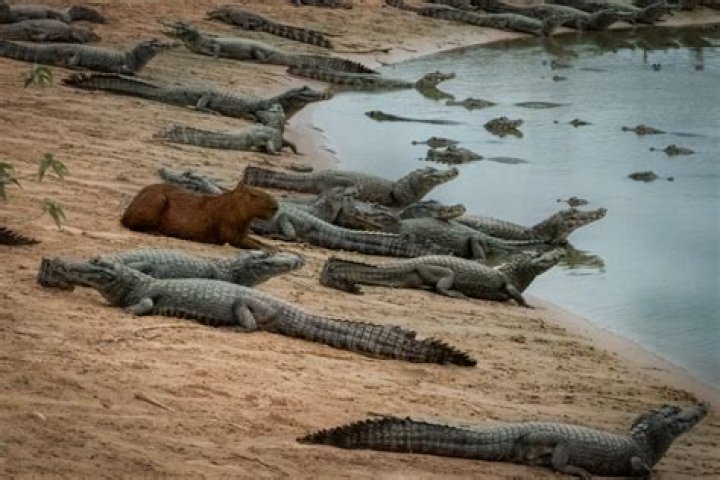Do Alligators Eat Dead Bodies? Exploring The Dark Side Of Nature