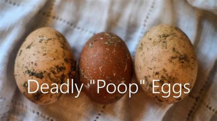 Do Chickens Poop And Lay Eggs From The Same Hole