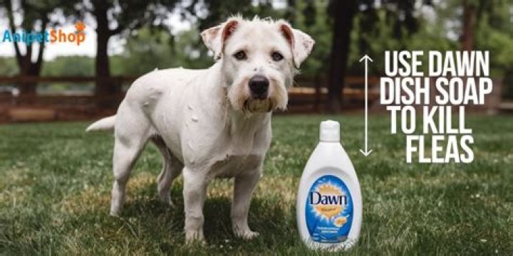 Does Dish Soap Kill Salmonella