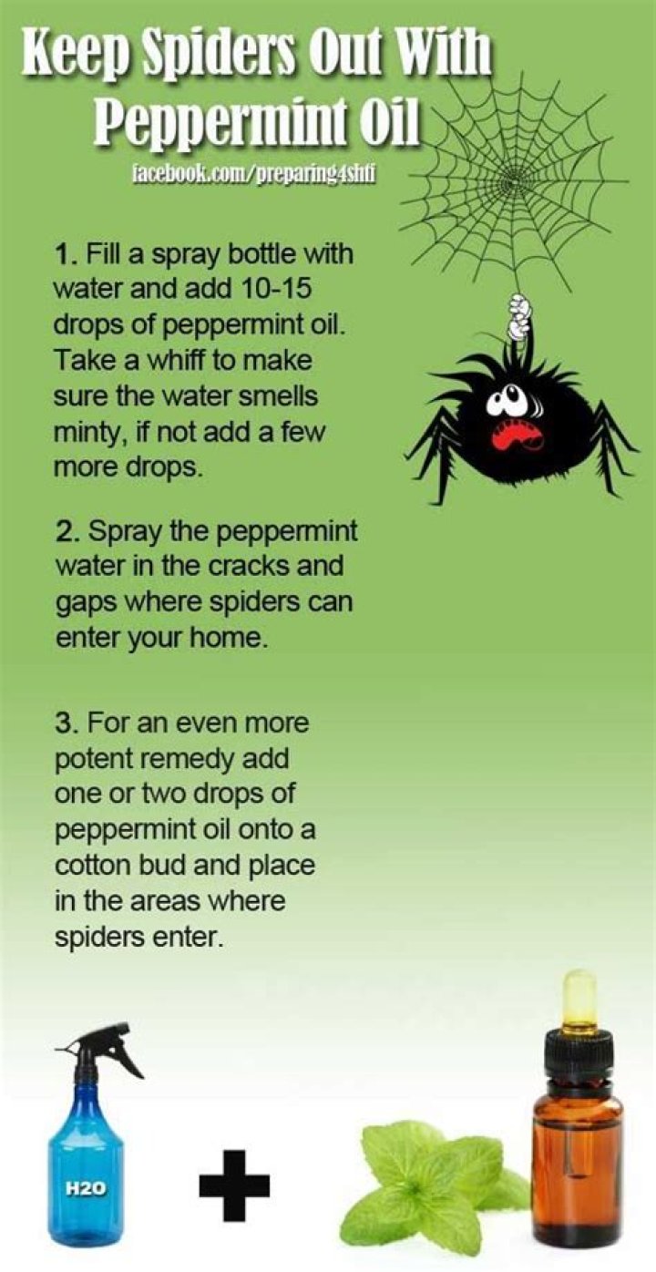 Unveiling The Truth: Does Peppermint Repel Spiders?
