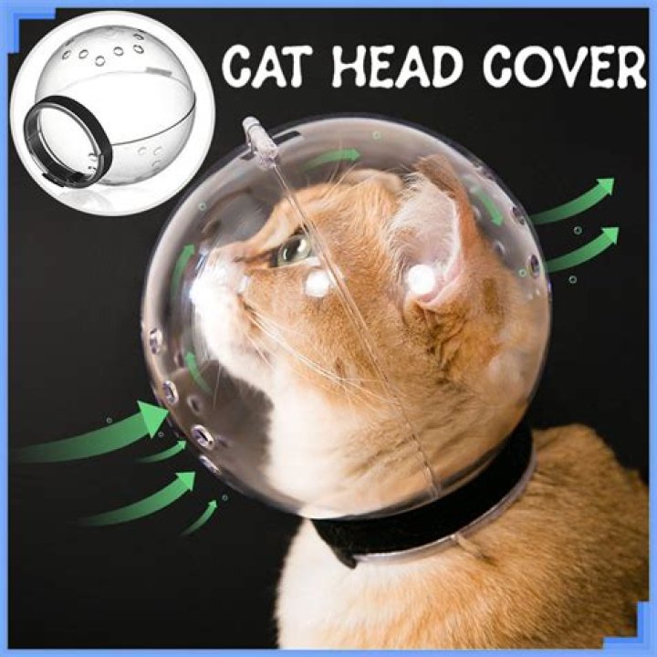 Angry Dog Hates Being Groomed so Much It Has to Wear 'Astronaut' Helmet