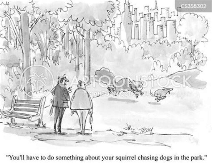 When Adventure Meets Antics: The Tale Of A Dog In Tree Chasing Squirrel
