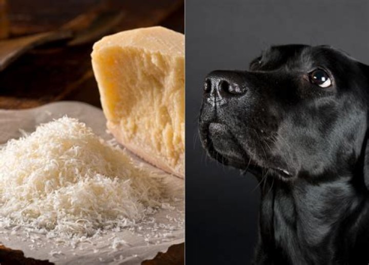 Dog Who 'Only Eats His Food With Parmesan' Leaves Internet in Stitches