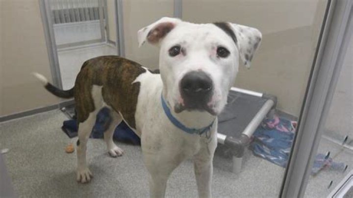 Pit bull dies after Nampa owners find it shot in backyard