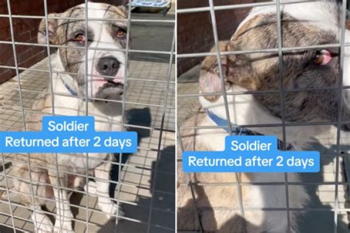 Dog Has the Saddest Expression After Being Returned to Shelter After 2 Days