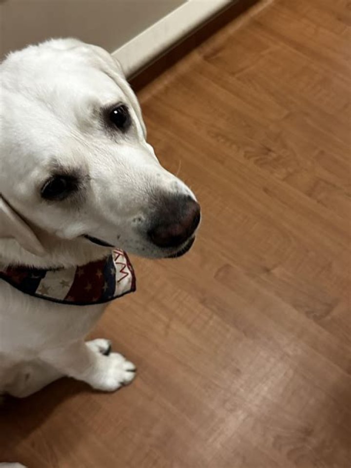 Dog Can't Resist Saying Hi When He Walks Past Gran's House in Adorable Clip