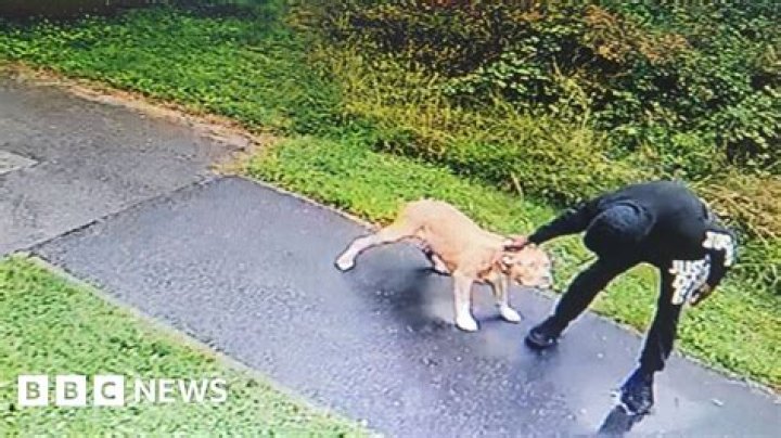 Dog Sitter Caught on Video Allegedly Punching a Puppy Arrested: Police