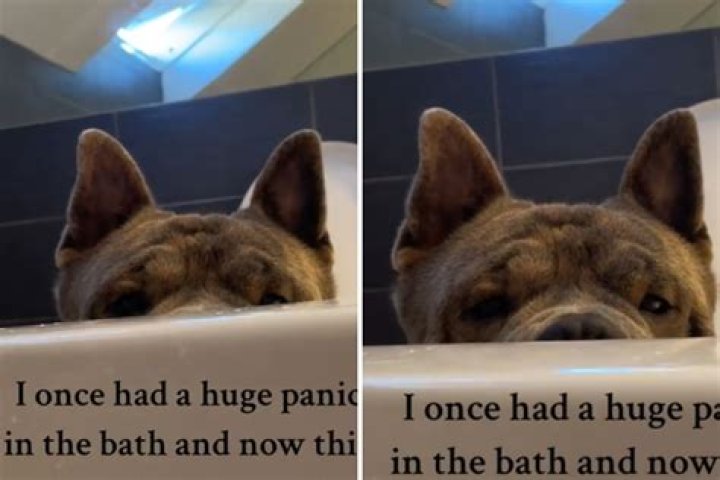 Dog Won't Leave Owner Alone in Bath After a Previous Panic Attack