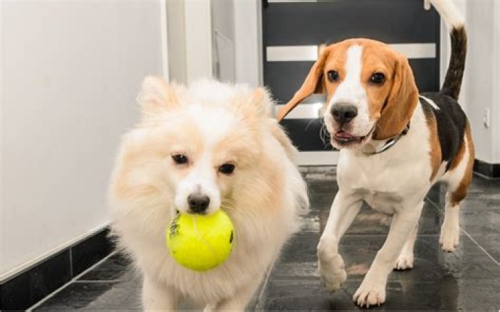 Dogs' Joyful Reaction After Returning Home From Vacation Goes Viral