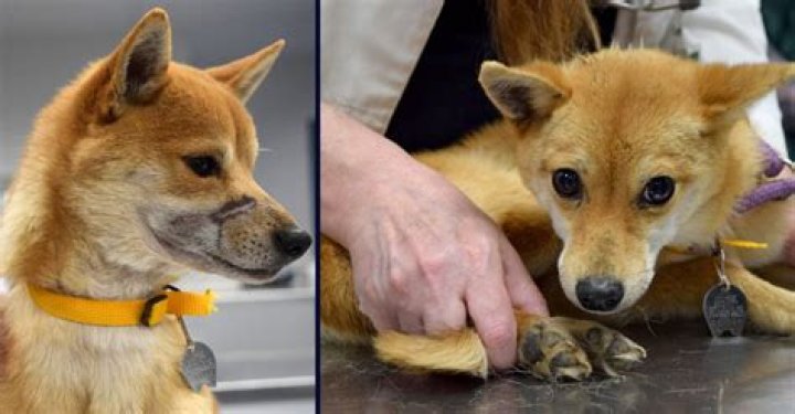 Dozens of 'Severely Emaciated' Shiba Inus Rescued from Breeder