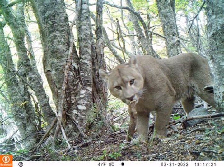 Unveiling The Mystery: El Puma Wife Age
