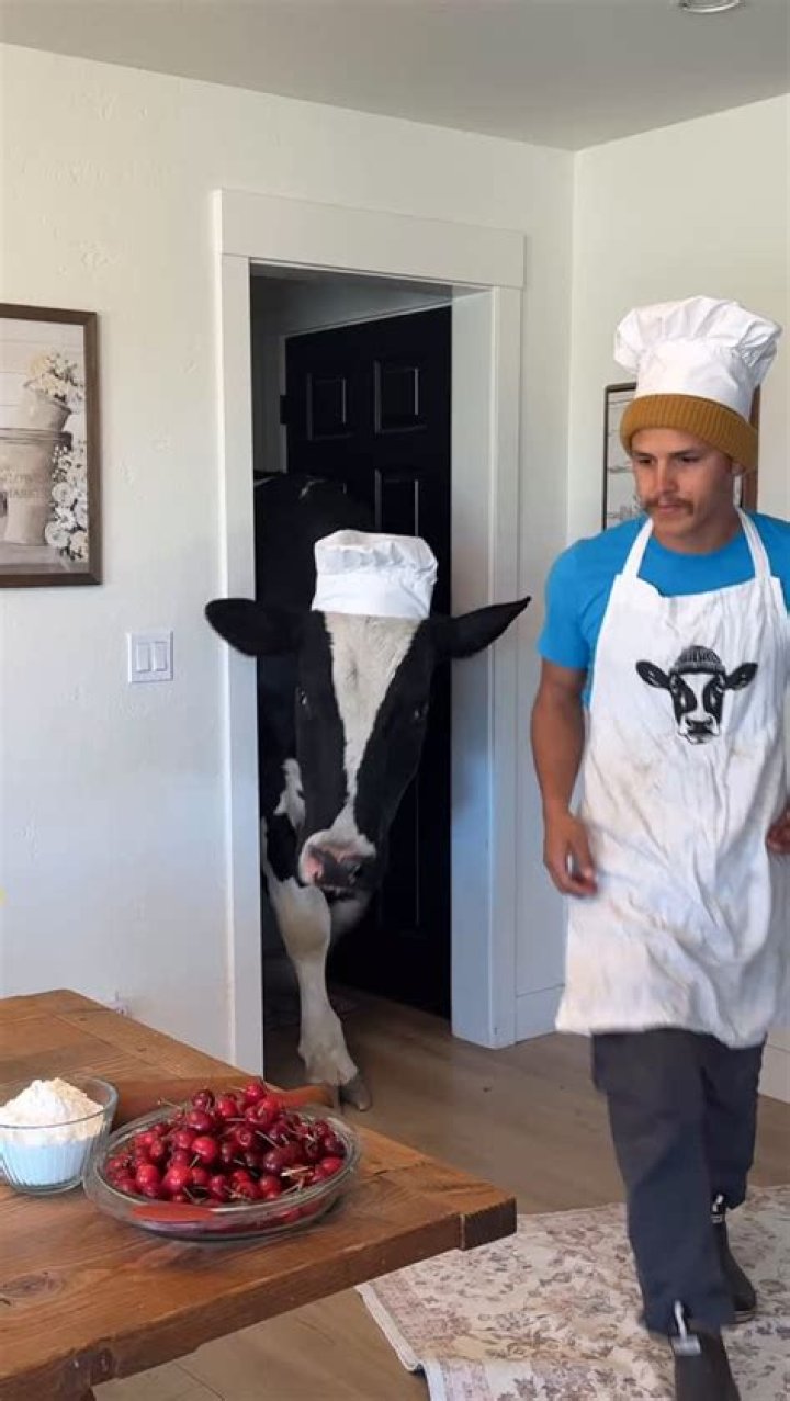 Discovering The Life And Legacy Of Elias Herrera Cow