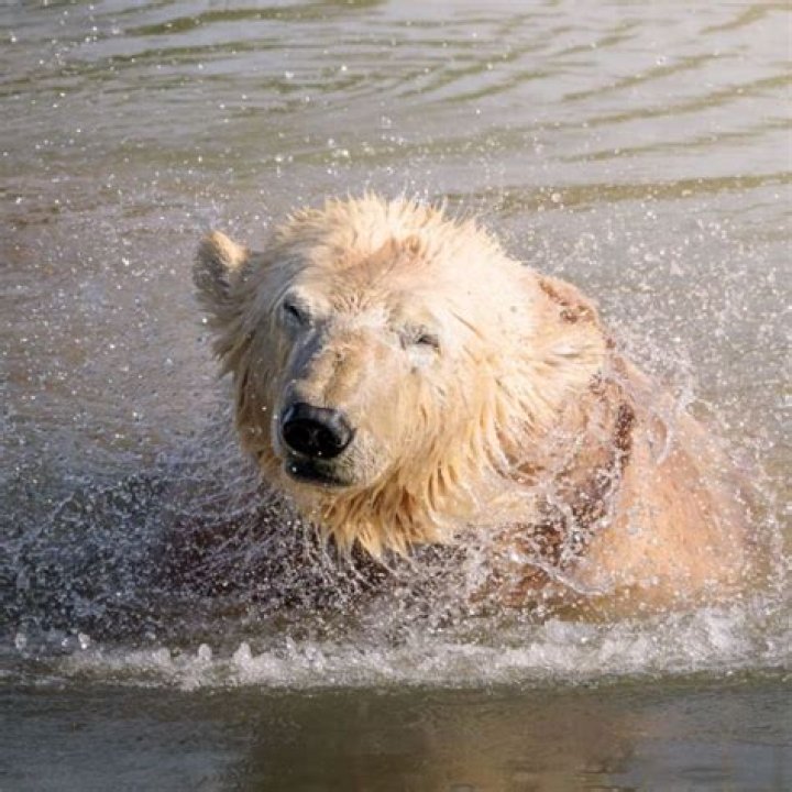 Exploring The Enigmatic World Of Farm Bear