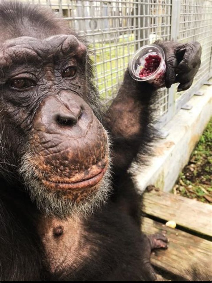 Finding Refuge at Save the Chimps