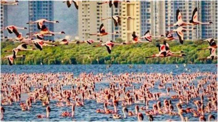 Flamingos and seagulls make annual visit to Navi Mumbai, stunning video wins over netizens – India TV