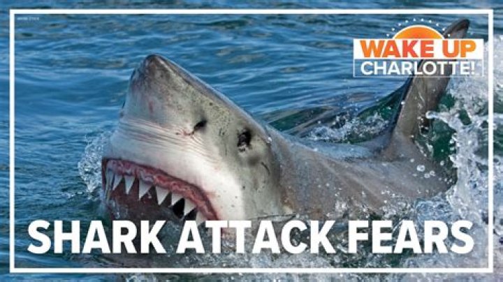Understanding The Reality Of Flirida Shark Attacks