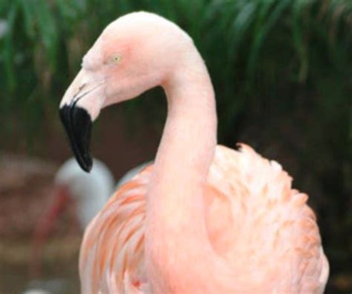 Florida Man Charged With Senseless Attack on Pinky the Flamingo That Almost Severed Its Foot Is Killed by Truck While Crossing Street