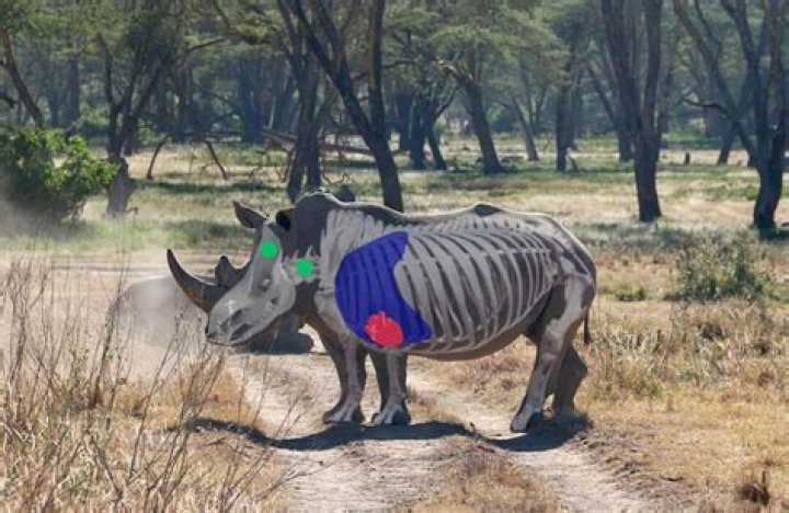 White Rhino Shot and Killed in Florida Days Before Grand Unveiling