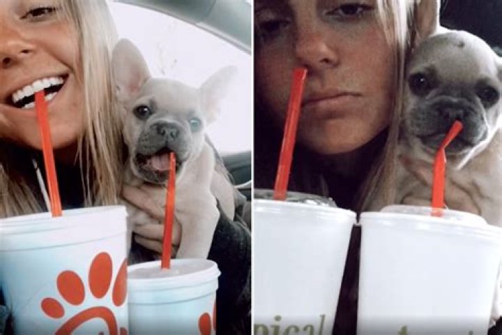 Internet Obsessed With French Bulldog Drinking Out of a Straw: 'Influencer'