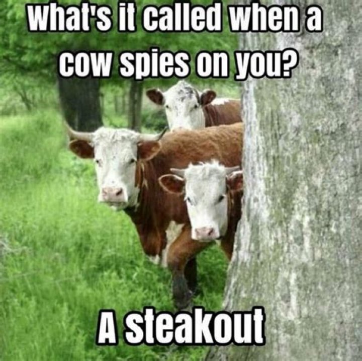 Udderly Hilarious: Funny Puns About Cows That Will Make You Moo!