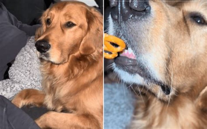 Watch As 'Gentleman' Golden Retriever Take Gentlest Bite of Food Possible