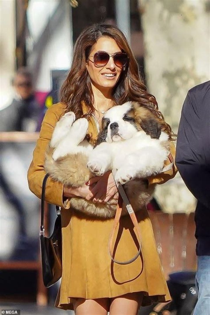 George Clooney's Adorable Puppy: A Look Into His Life With His Furry Friend