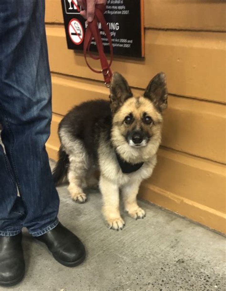 Unveiling The Mysteries Of The German Shepherd Dwarf