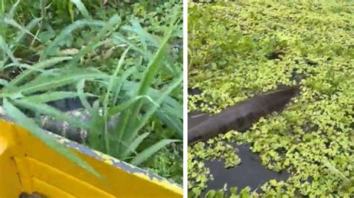 Giant anaconda swims near man on boat, viral video will give you goosebumps. Watch – India TV