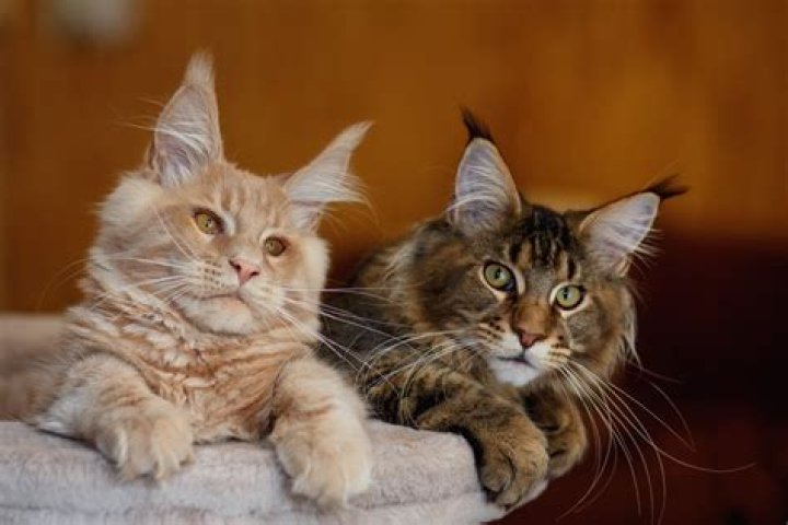 What 'Giant' Maine Coon Looks Like Next to Siblings Amazes Internet