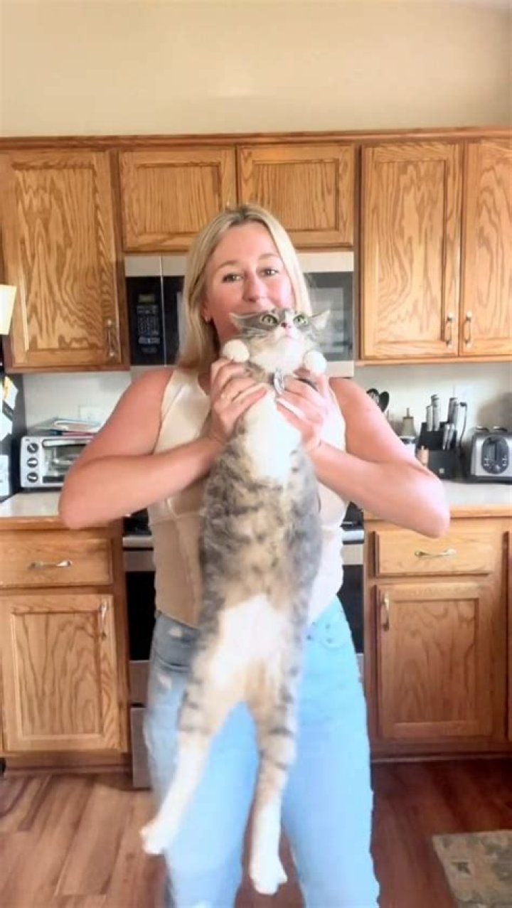 Ginger Cat's Reaction to Viral 'Dangle Test' Has Internet in Stitches