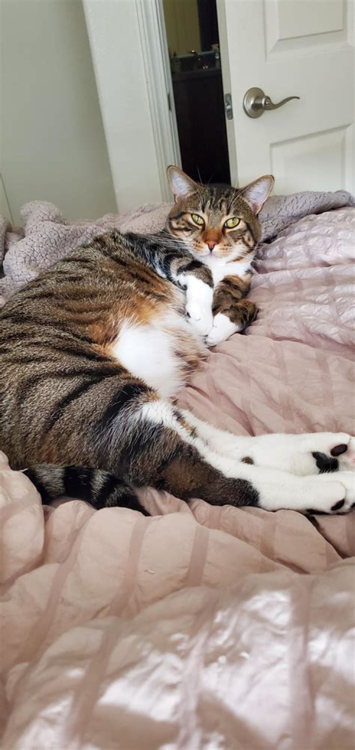 Discovering The World Of Go To Cats: Your Ultimate Feline Guide