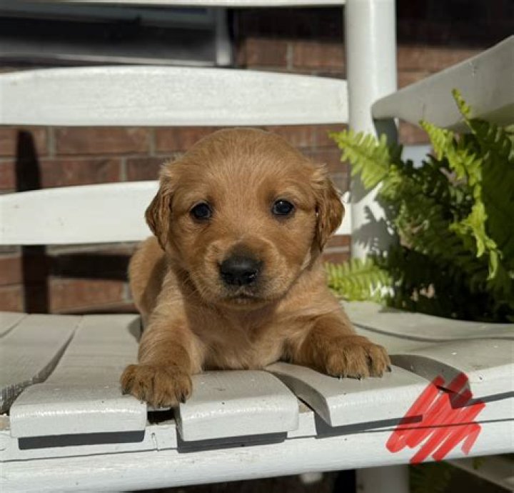 Golden Retriever Rescued From Dog Meat Trade Learns How to Be a Dog Again
