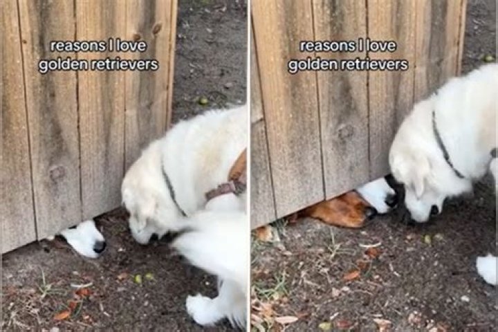 Golden Retriever Friends Filmed Having a 'Snoot Meeting' Through Fence