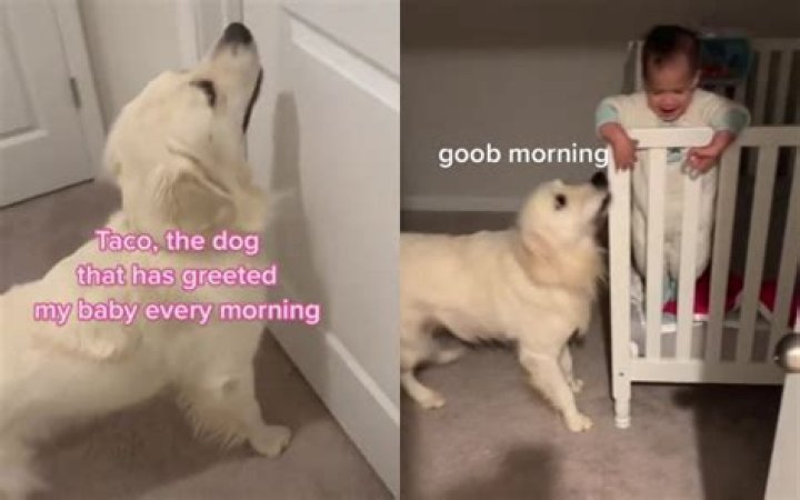 Golden Retriever Who Greets Toddler In Cot Every Morning Melts Hearts
