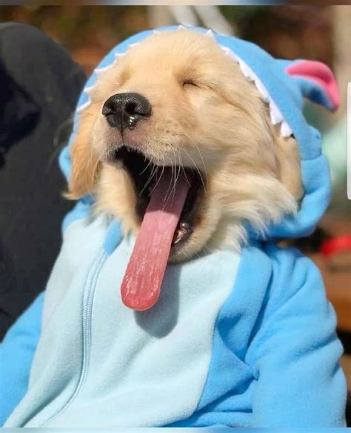 Adorable Golden Retriever Puppies In Costumes: A Delightful Sight