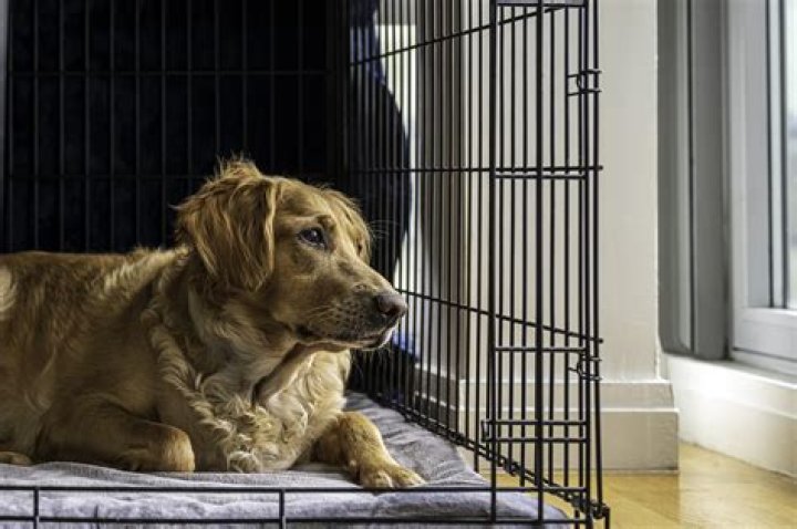 Golden Retriever Pup Caught Expressing 'Tiny Confusion' Over Crate Training