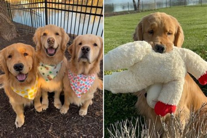 Golden Retriever Trio Hilariously Protect Mom From 'Terrifying Intruder'