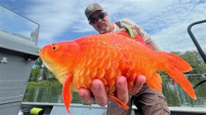 Unveiling The Mysteries Of The Goldfish Giant