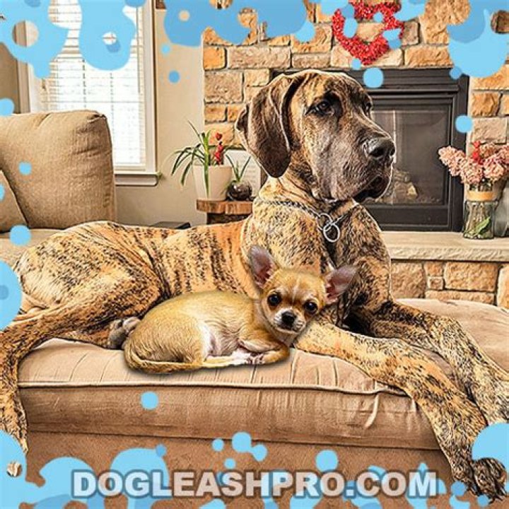 Unlikely Great Dane and Chihuahua Duo Melts Hearts After Foster Fail