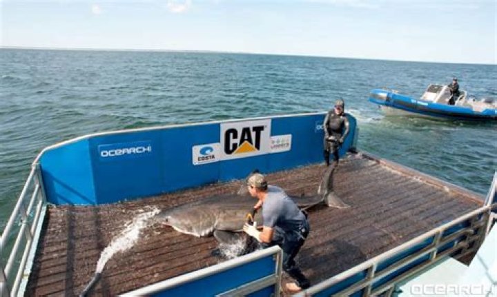 Exploring The Mystique Of The Great White Nantucket