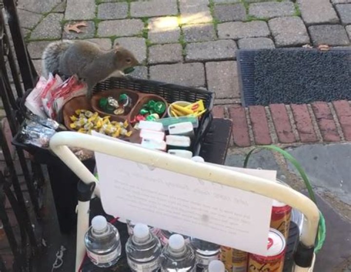 Greedy Squirrel Steals Treats From Holiday Gift Tray