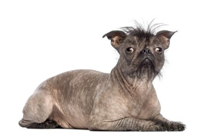 This is What a Hairless Pug Looks Like and People Were Not Prepared